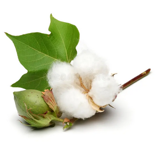 Cotton