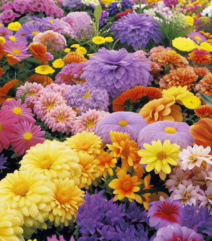 Horticulture Flowers