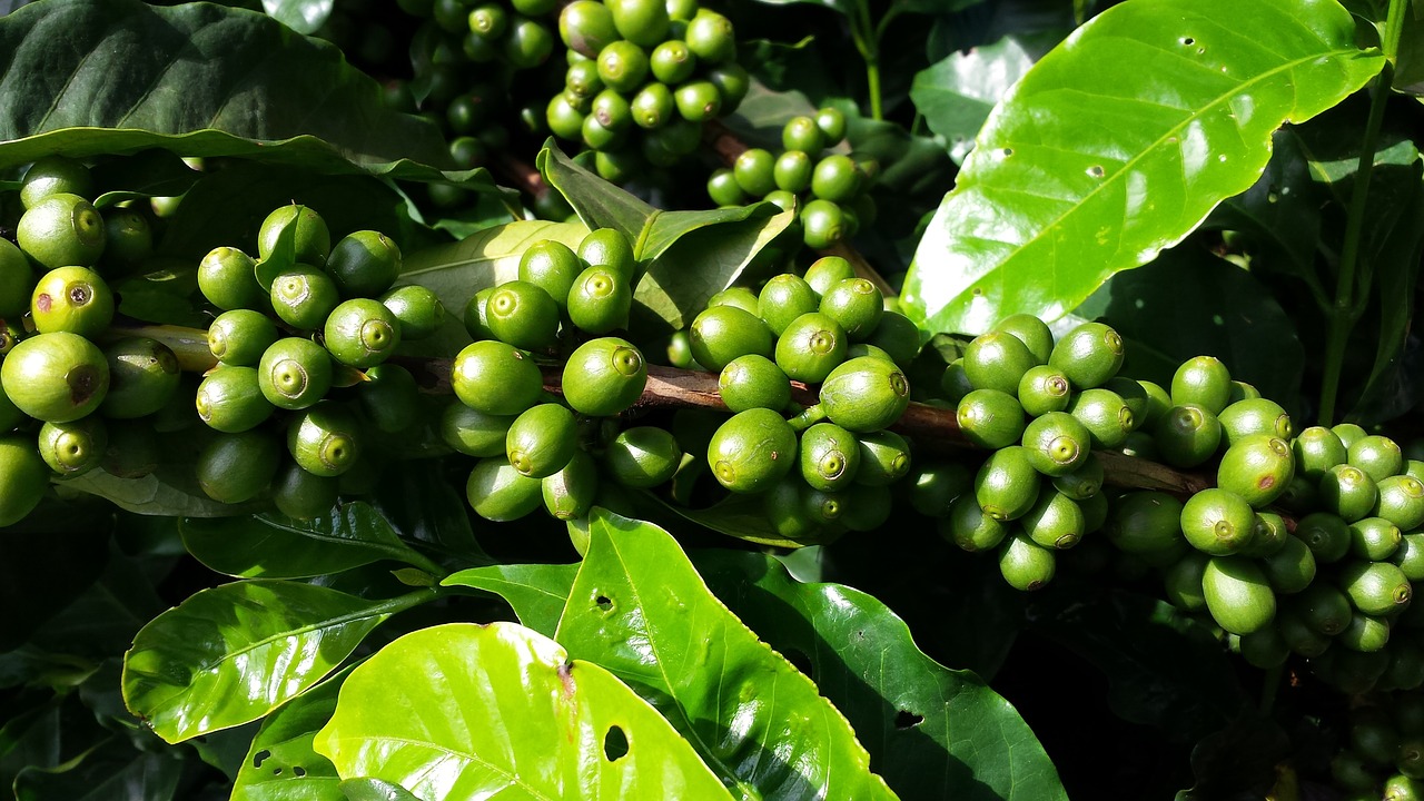 Coffee Beet Image