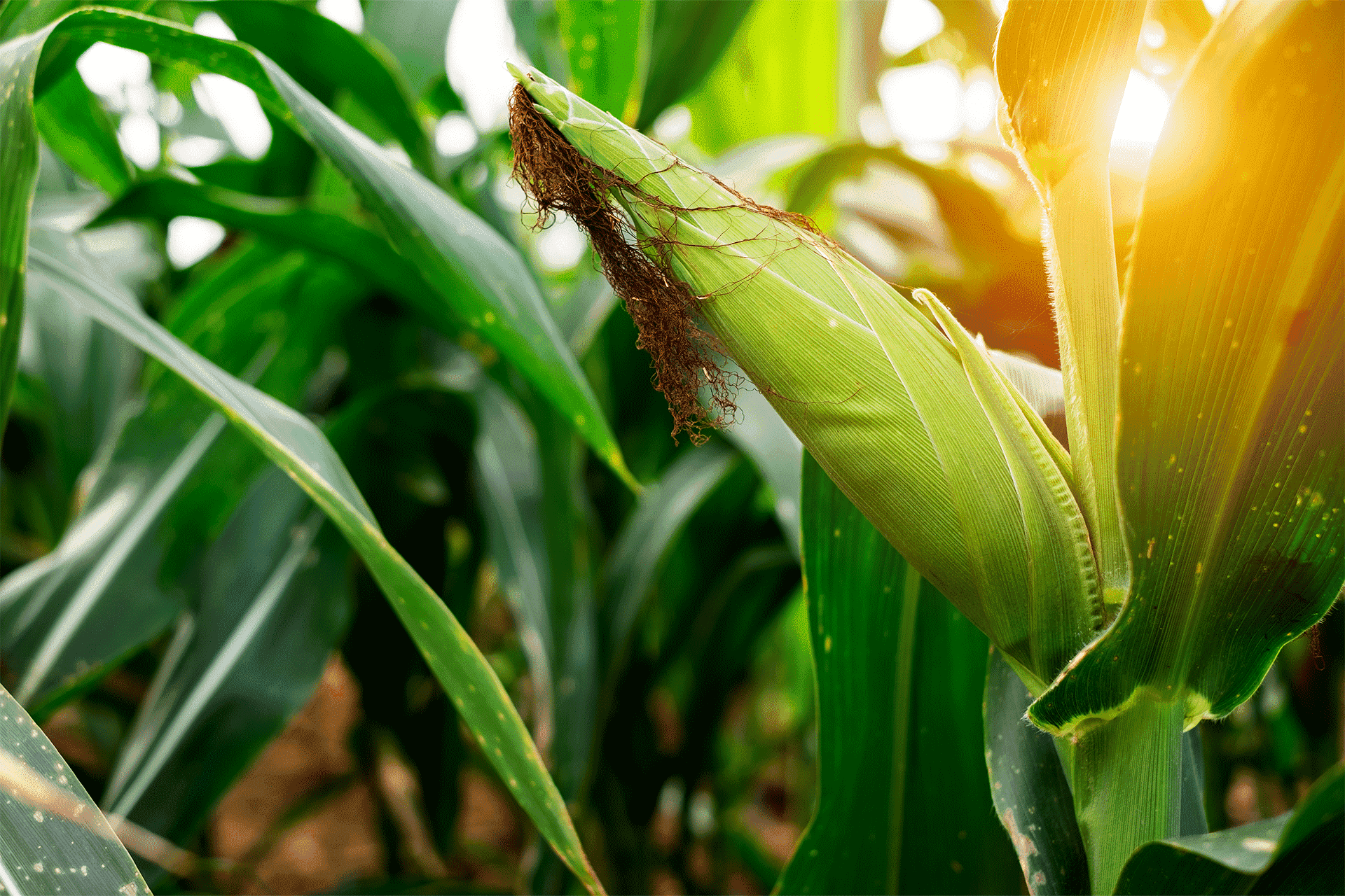 Maize with Sunrise Image