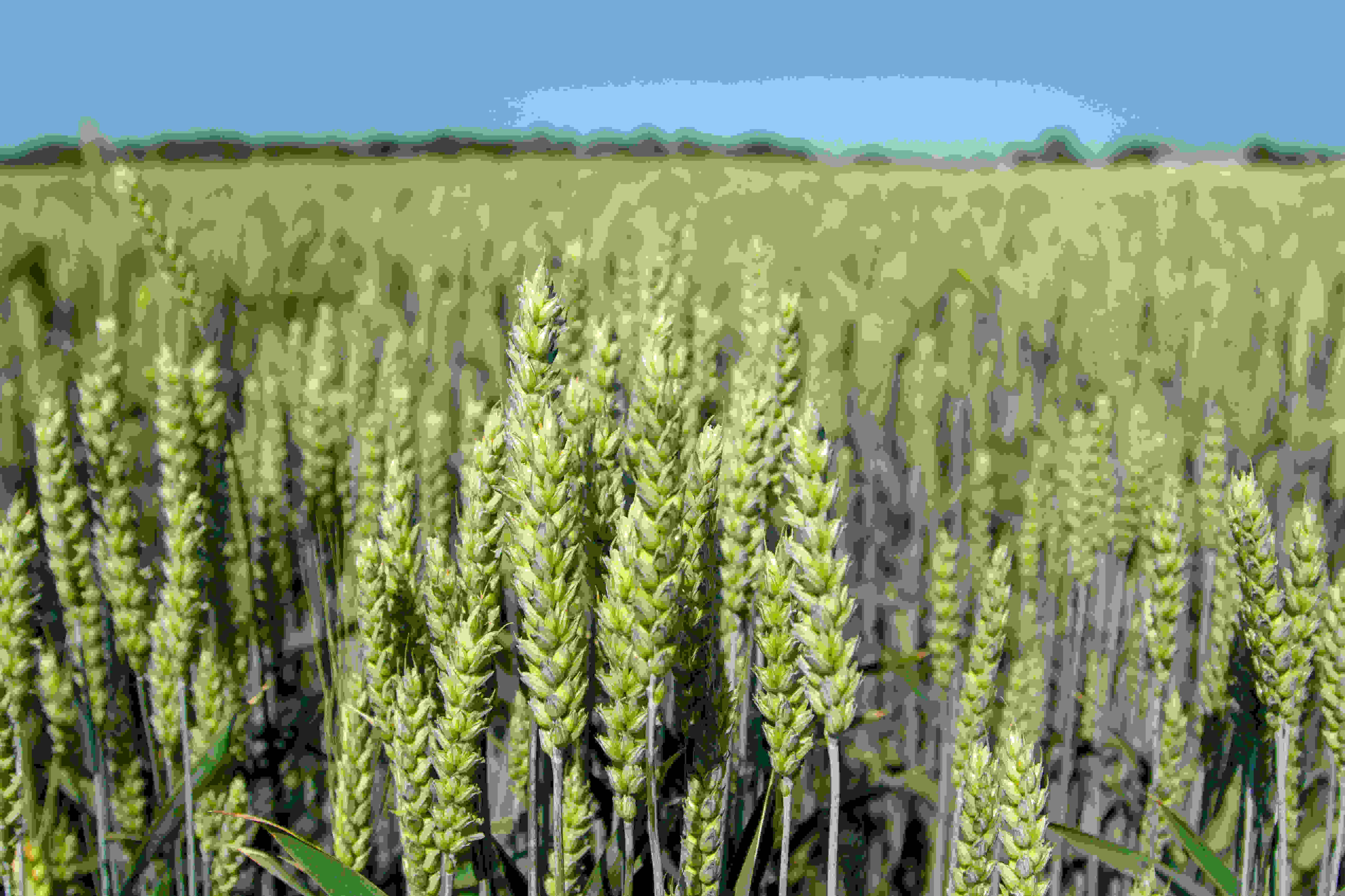 wheat in Farm Image