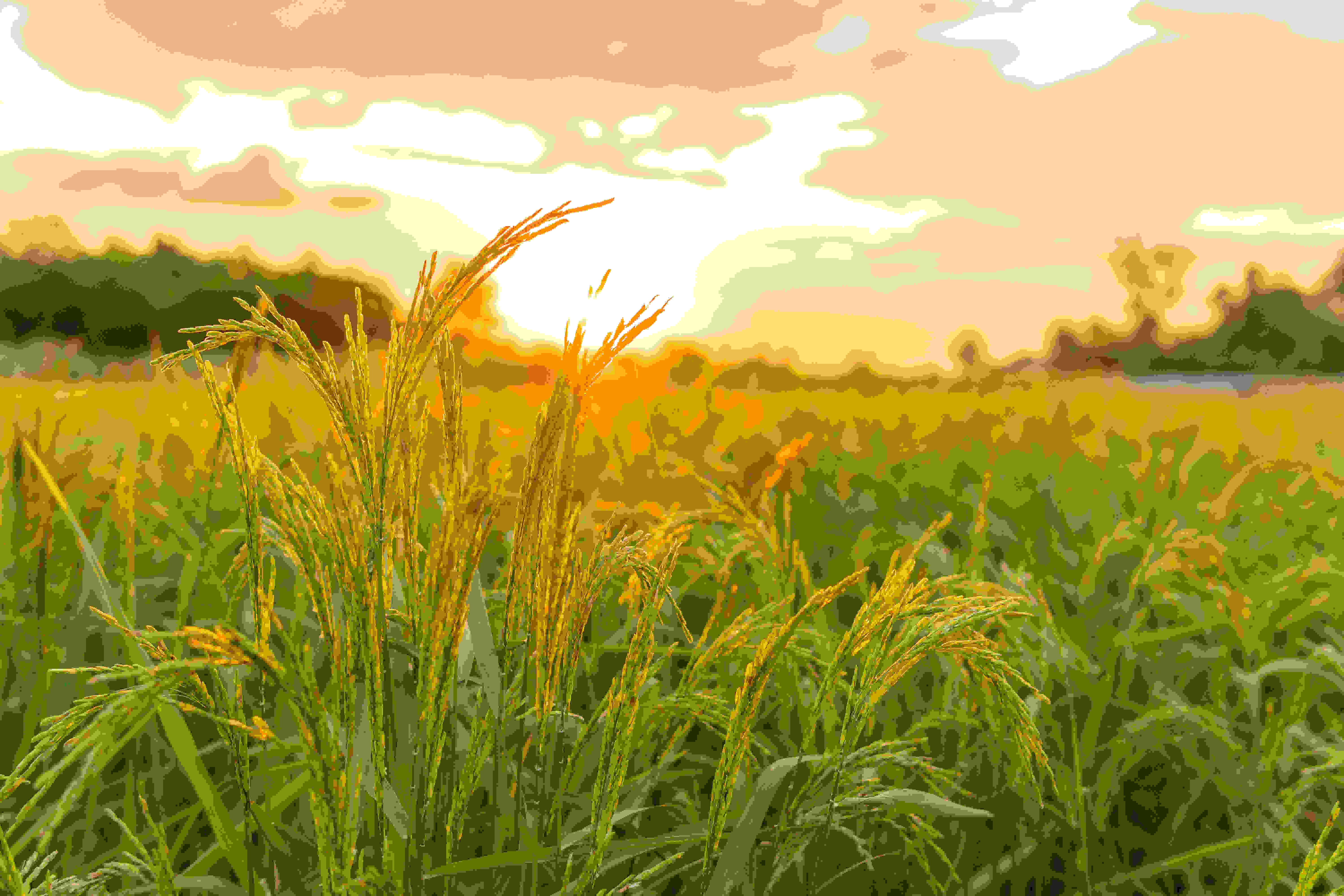 Rice with Sunrise Image