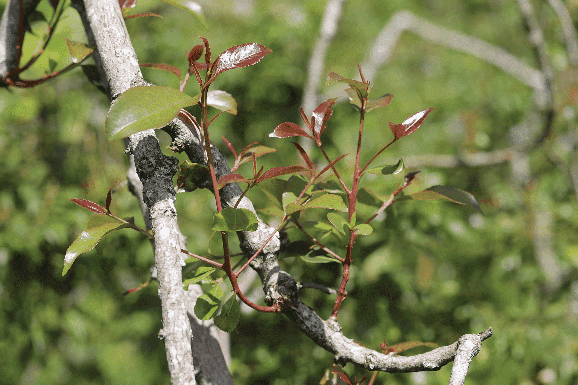 Khat(Miraa) Image