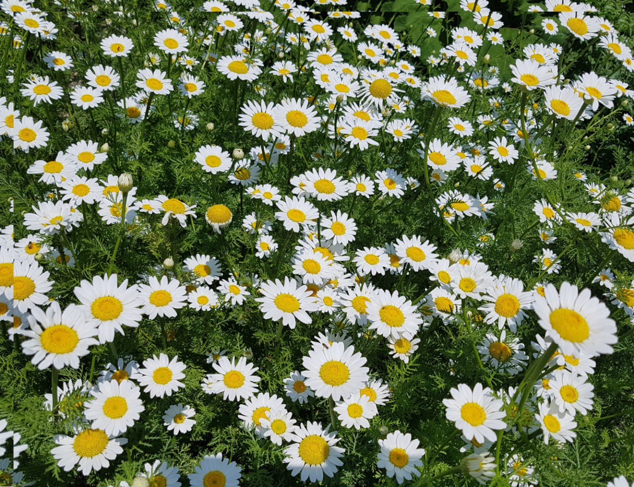 Pyrethrum Image