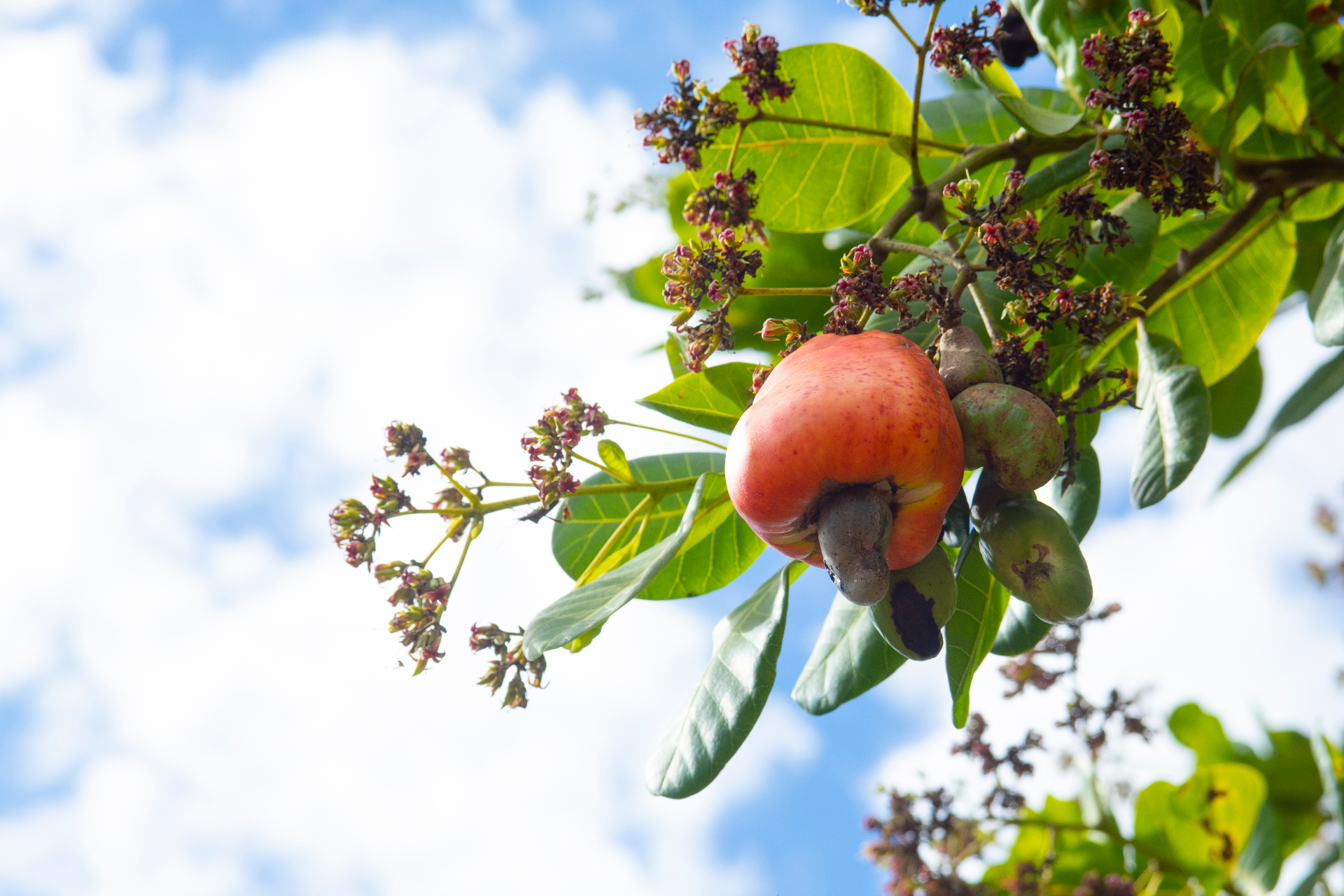 NOCD Cashew Nut Close Up Image