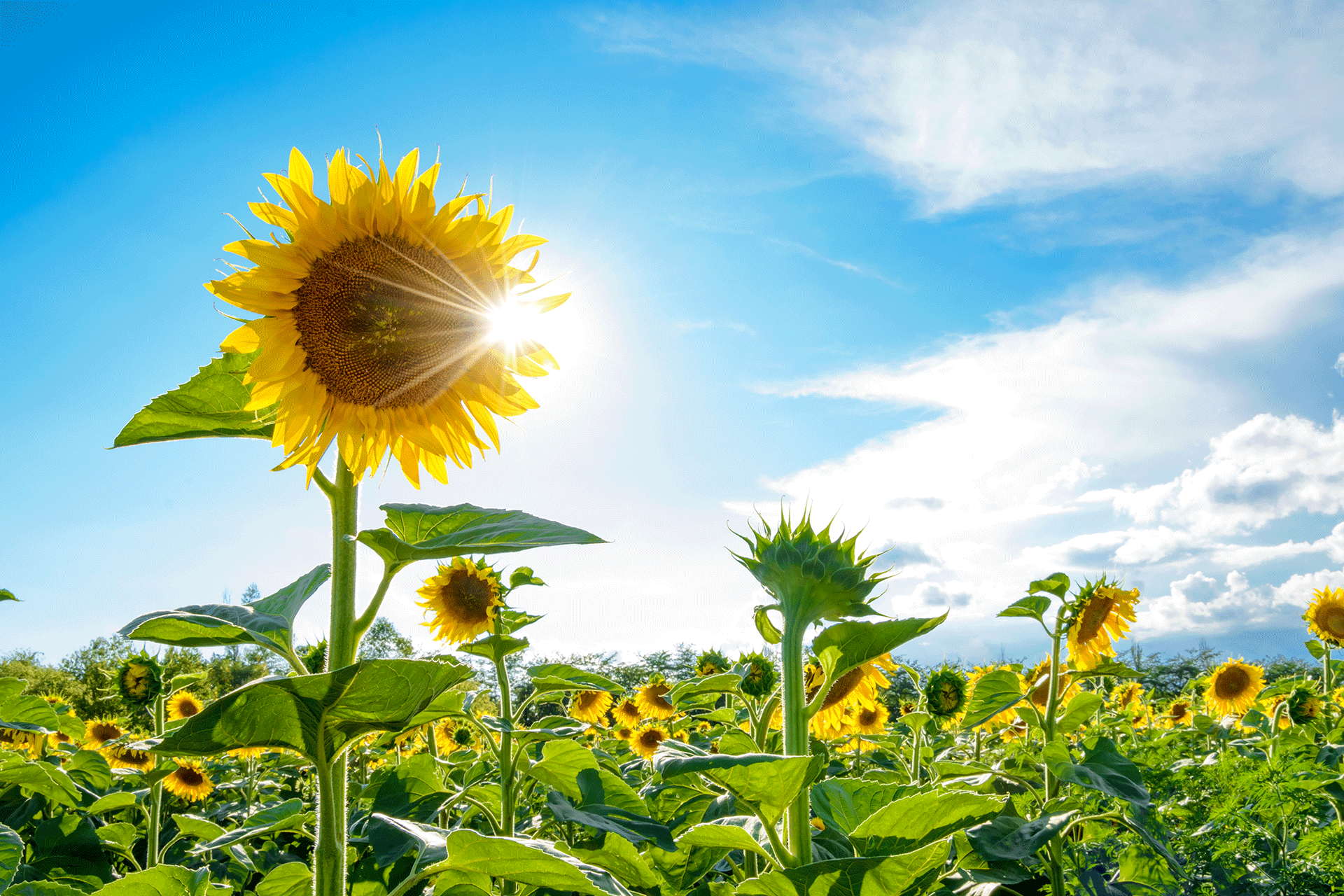 NOCD Sunflower Image