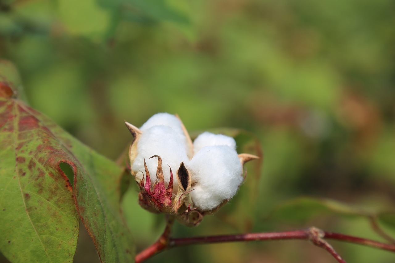 Cotton