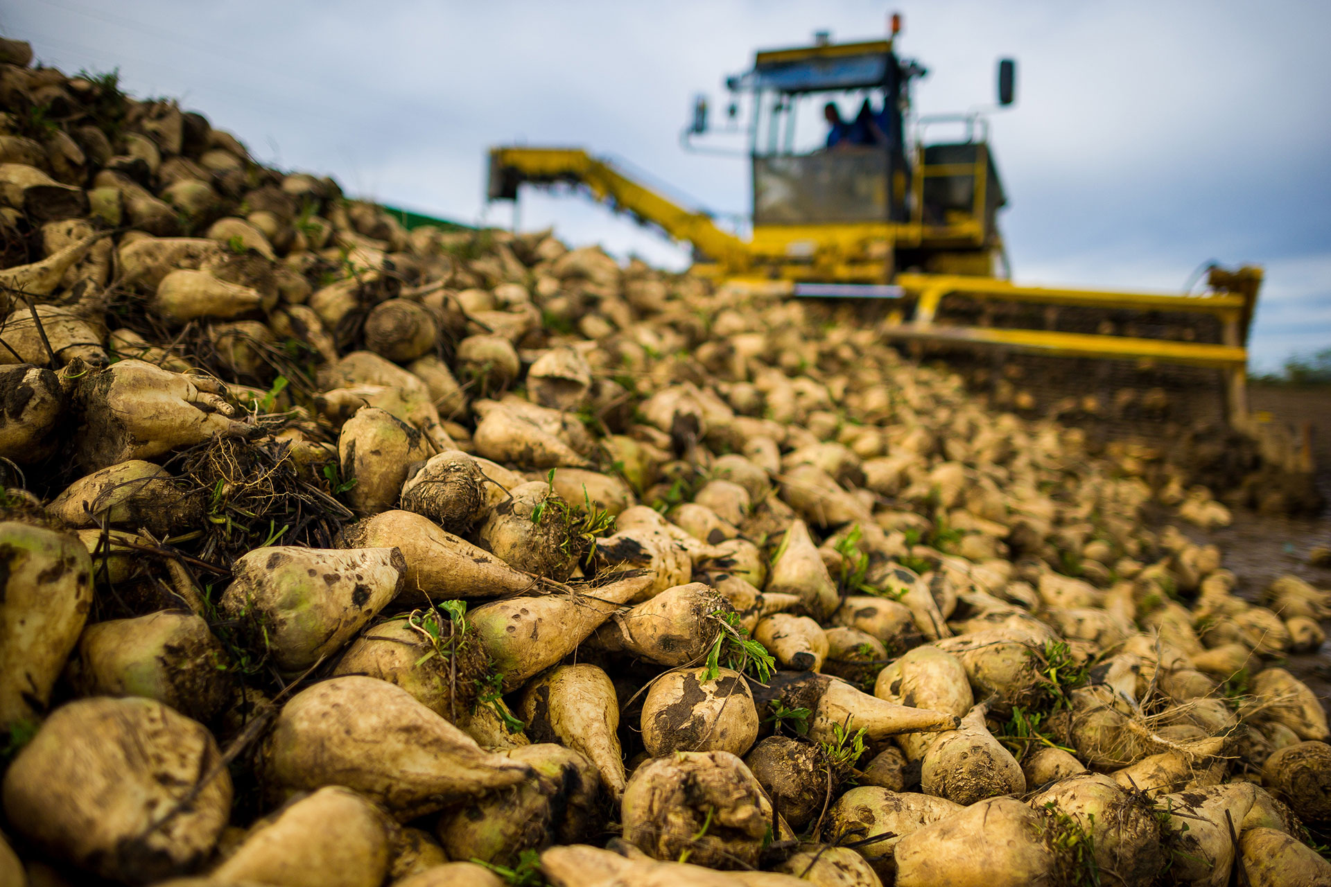 Sugar Beet Image