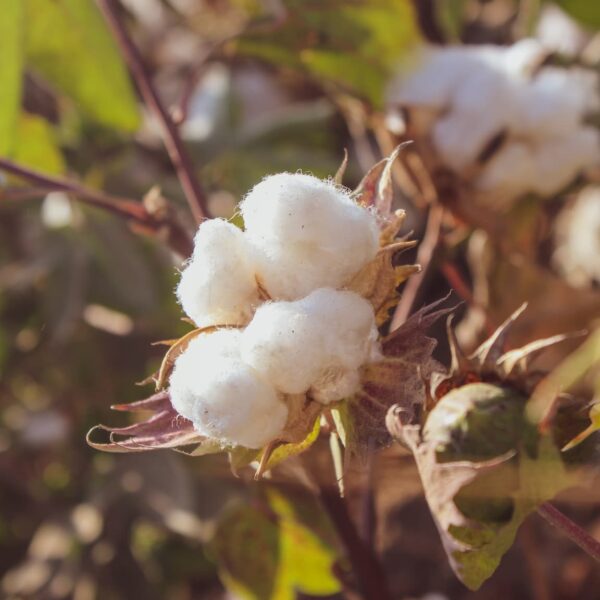 Cotton farming in Kenya