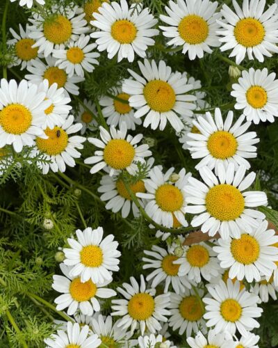 Pyrethrum-Market-Research