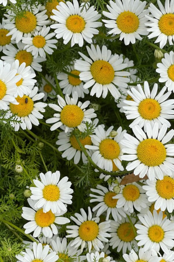 Pyrethrum-Market-Research