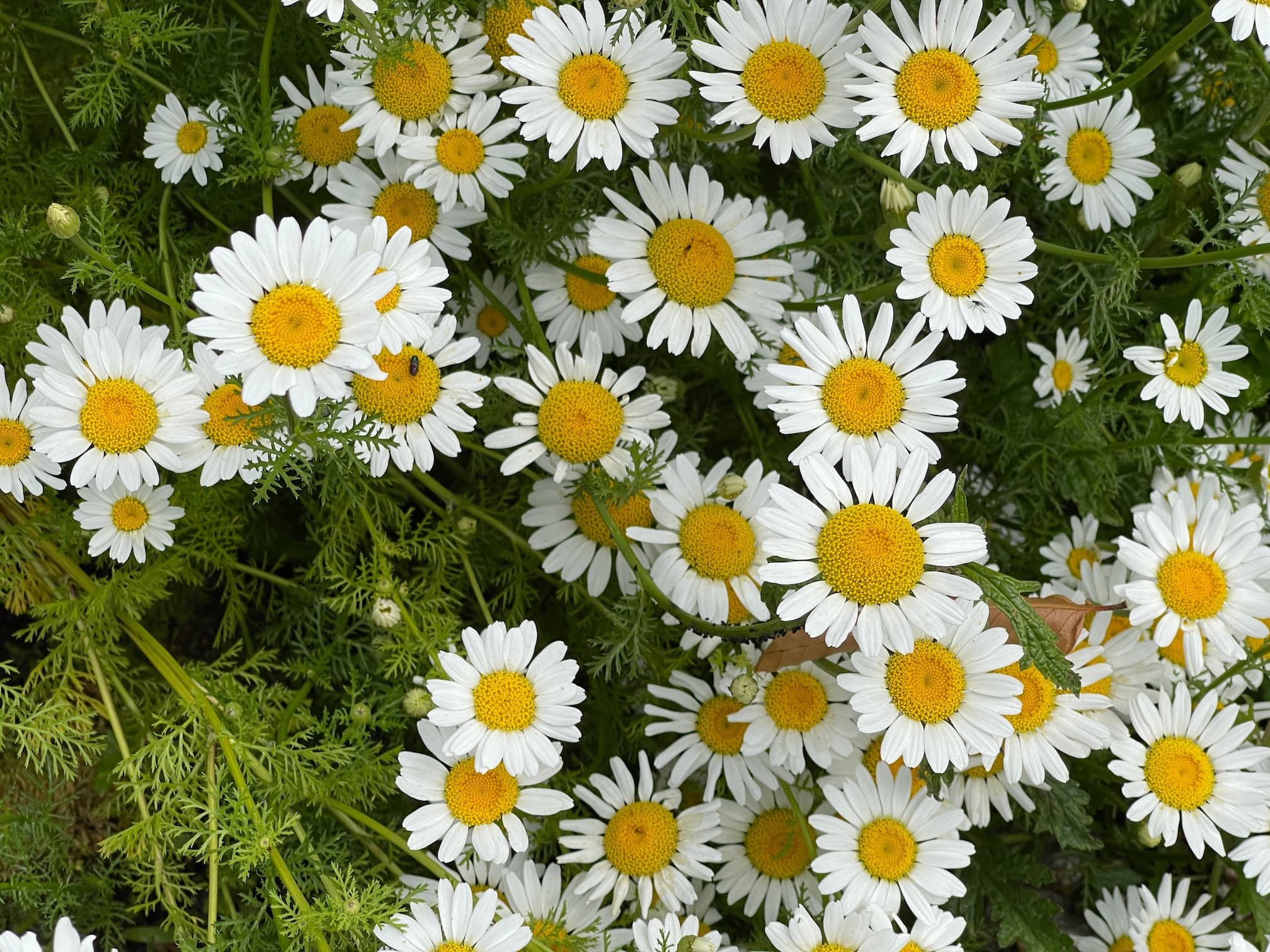 Pyrethrum-Market-Research