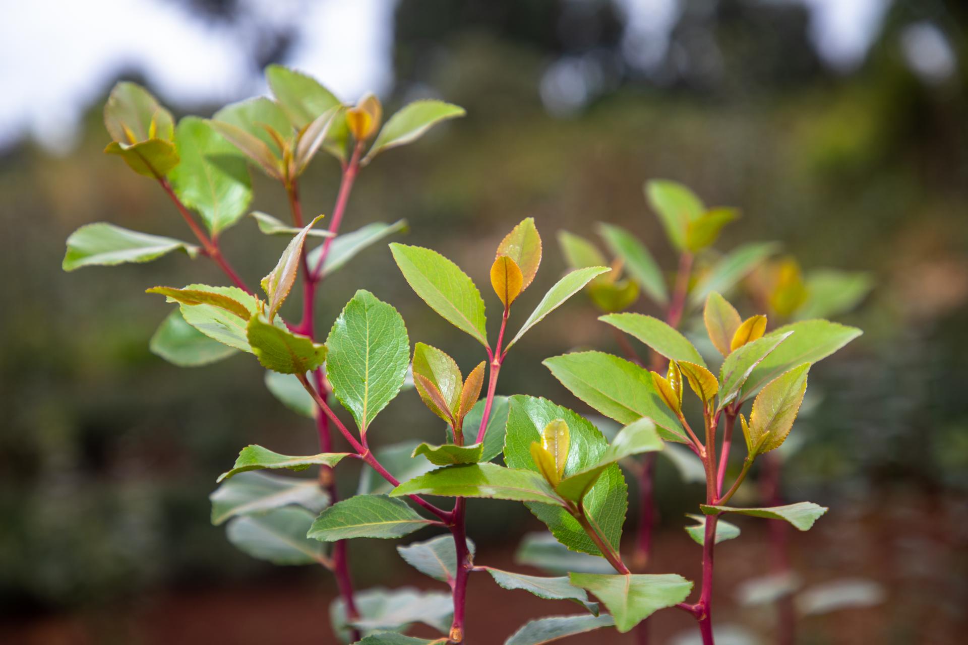 miraa grades in kenya characteristics and regional distribution