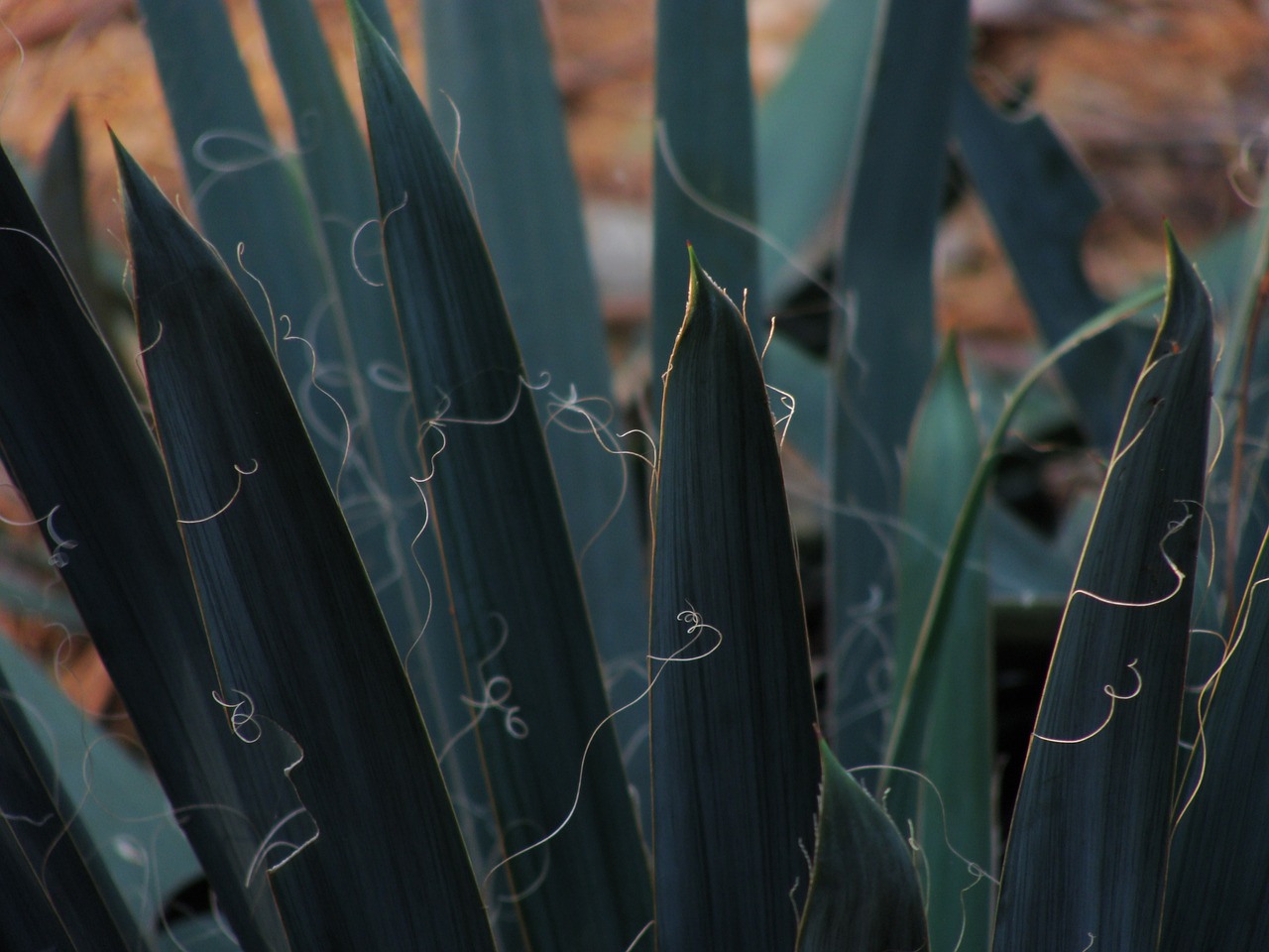 Sisal Farming