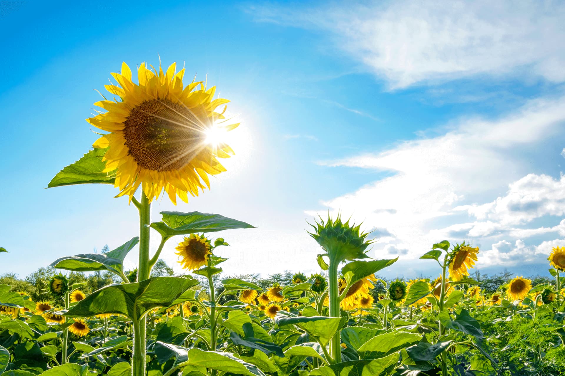 sun-flower-farming